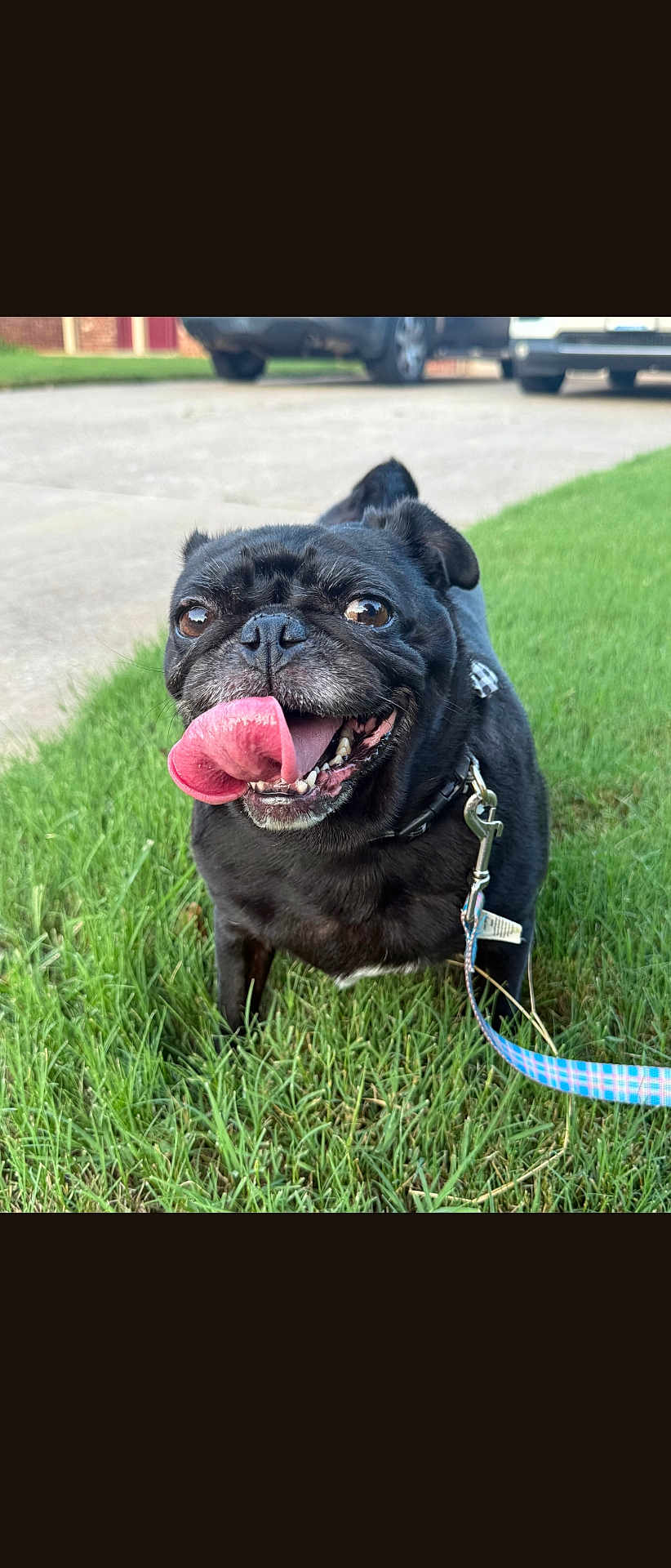 Ellie is registered to the contest to win money with this photo: dog, pug, black_dog, tongue_out, grass, leash, pet, outdoor, happy, canine, animal, close_up, smiling, daylight, nature, playful, friendly, mammal, walking, cute