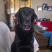 Gracie joined the competition — help win amazing prizes! dog, black_dog, collar, man, sitting, couch, living_room, phone, lamp, flowers, picture_frames, wall, red_couch, furniture, home, indoor, casual, relaxing, person, beard