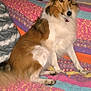 Lucy is registered to the contest to win money with this photo: dog, pet, indoor, quilt, colorful, blanket, fur, animal, canine, sitting, cozy, home, plant, wall, furniture, ears, tail, paw, alert, cute