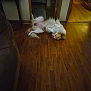 Lucy joined the competition — help win amazing prizes! dog, indoor, wooden_floor, relaxed, fluffy, pet, lying_down, belly_up, cozy, home, fur, playful, animal, doorway, carpet, couch, warm_lighting, canine, domestic, flooring