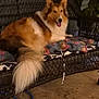 Lucy is registered to the contest to win money with this photo: dog, animal, pet, fluffy, cushion, wicker_bench, outdoor, happy, tongue_out, fur, tail, porch, plant, relaxing, evening, home, resting, brown, white, cozy
