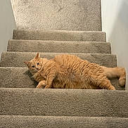 Latte is registered to the contest to win money with this photo: cat, orange_cat, fluffy, stairs, carpet, indoor, pet, animal, relaxed, lying_down, curious, feline, home, cute, portrait, whiskers, tail, ears, looking, cozy