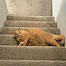 animal, carpet, cat, cozy, curious, cute, ears, feline, fluffy, home, indoor, looking, lying_down, orange_cat, pet, portrait, relaxed, stairs, tail, whiskers
