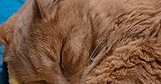 Latte is registered to the contest to win money with this photo: cat, sleeping, ginger, feline, pet, cozy, blanket, yellow, blue, fur, domestic_animal, resting, close_up, indoor, cute, whiskers, animal, soft, relaxation, nap