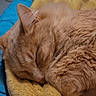 animal, blanket, blue, cat, close_up, cozy, cute, domestic_animal, feline, fur, ginger, indoor, nap, pet, relaxation, resting, sleeping, soft, whiskers, yellow