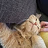 Latte is registered to the contest to win money with this photo: cat, orange_cat, fluffy, pet, relaxed, lying_down, whiskers, paw, fur, indoor, couch, human_hand, cozy, sleepy, content, closeup, feline, resting, soft, cute