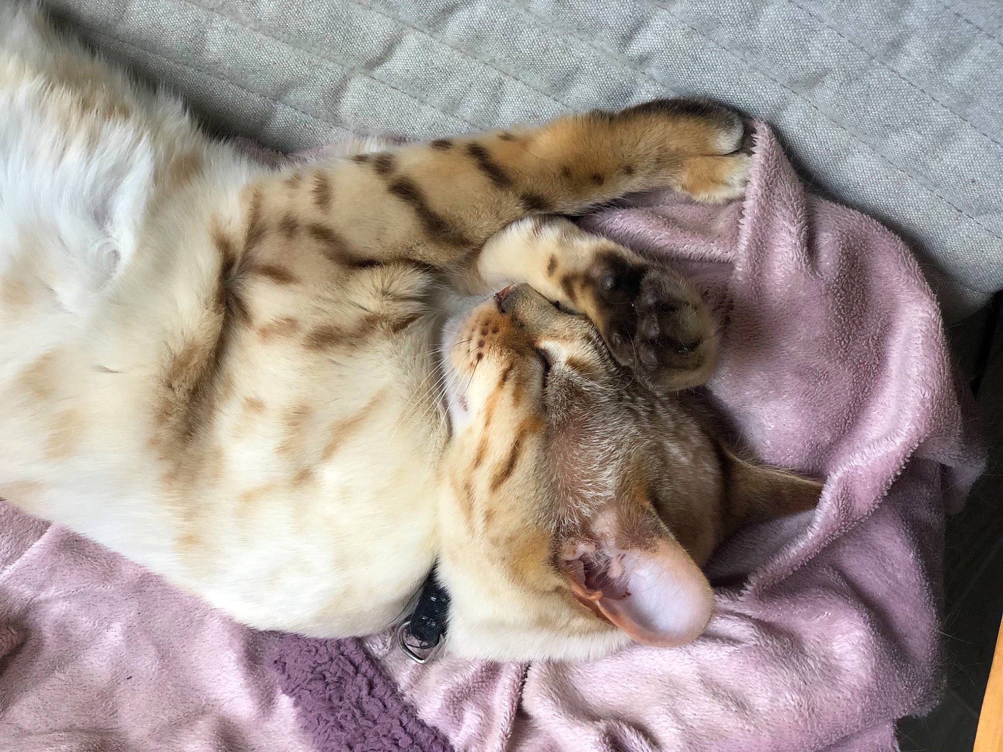 Farah participe au concours pour gagner de l'argent avec cette photo : carnivore, claw, comfort, companion_dog, dog_breed, domestic_short_haired_cat, ear, fawn, felidae, fur, linens, pattern, paw, small_to_medium_sized_cats, snout, sporting_group, tail, terrestrial_animal, textile, whiskers