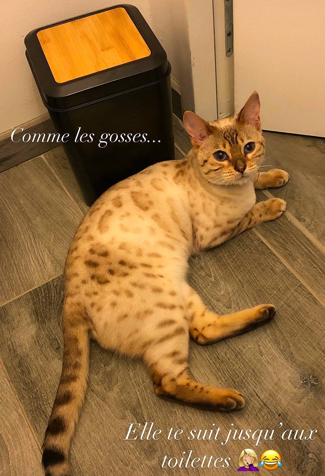 Farah participe au concours pour gagner de l'argent avec cette photo : box, carnivore, cat, claw, comfort, domestic_short_haired_cat, felidae, flooring, foot, fur, hardwood, paw, rectangle, shipping_box, small_to_medium_sized_cats, snout, tail, terrestrial_animal, whiskers, wood