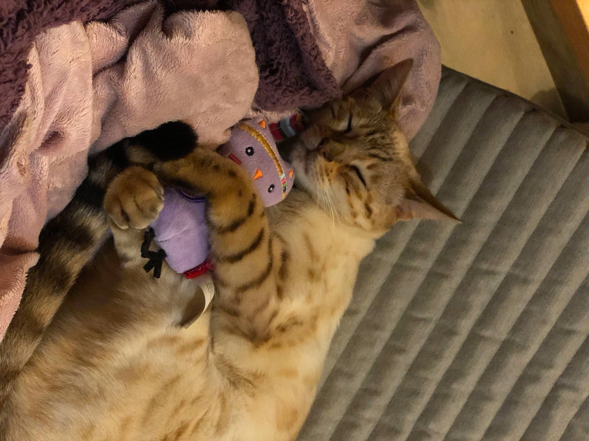 Farah participe au concours pour gagner de l'argent avec cette photo : bed, carnivore, cat, claw, comfort, domestic_short_haired_cat, fawn, felidae, fur, nap, paw, plant, small_to_medium_sized_cats, snout, tail, terrestrial_animal, tree, whiskers, wood