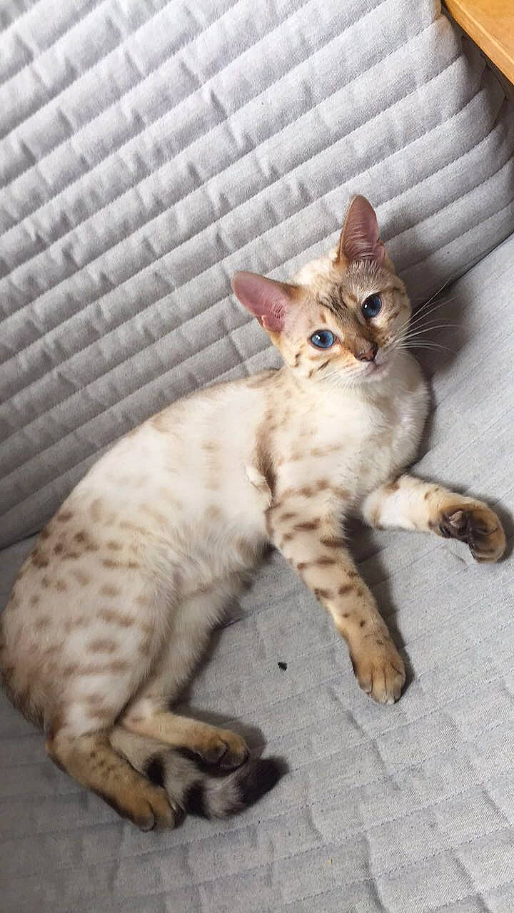 Farah participe au concours pour gagner de l'argent avec cette photo : carnivore, cat, claw, comfort, domestic_short_haired_cat, fawn, felidae, foot, fur, paw, sitting, small_to_medium_sized_cats, snout, tail, terrestrial_animal, whiskers