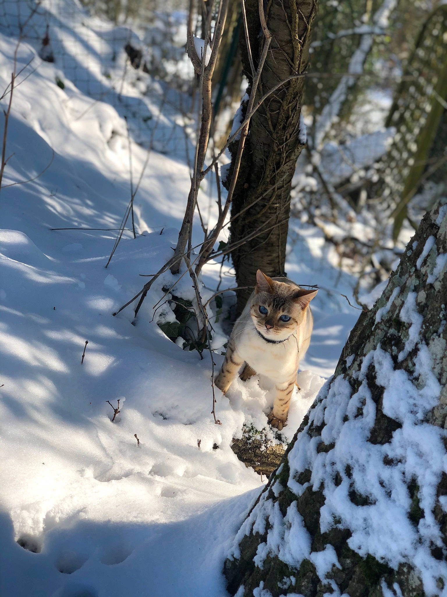 Farah participe au concours pour gagner de l'argent avec cette photo : branch, carnivore, cat, fawn, felidae, freezing, grass, natural_landscape, plant, small_to_medium_sized_cats, snout, snow, tail, tree, trunk, twig, whiskers, winter, wood, woody_plant