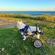 Bort joined the competition — help win amazing prizes! dog, wheelchair, disability, grass, ocean, sky, blue_sky, sunlight, outdoor, pet, leash, nature, wheel, canine, animal, walking, harness, rehabilitation, scenery, therapy