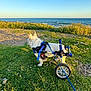 dog, wheelchair, disability, grass, ocean, sky, blue_sky, sunlight, outdoor, pet, leash, nature, wheel, canine, animal, walking, harness, rehabilitation, scenery, therapy