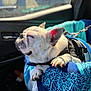 Bort joined the competition — help win amazing prizes! dog, french_bulldog, sleeping, car, blanket, sunlight, pet, leash, cozy, resting, indoor, closeup, white_dog, paw, seat, harness, relaxed, side_view, animal, comfort