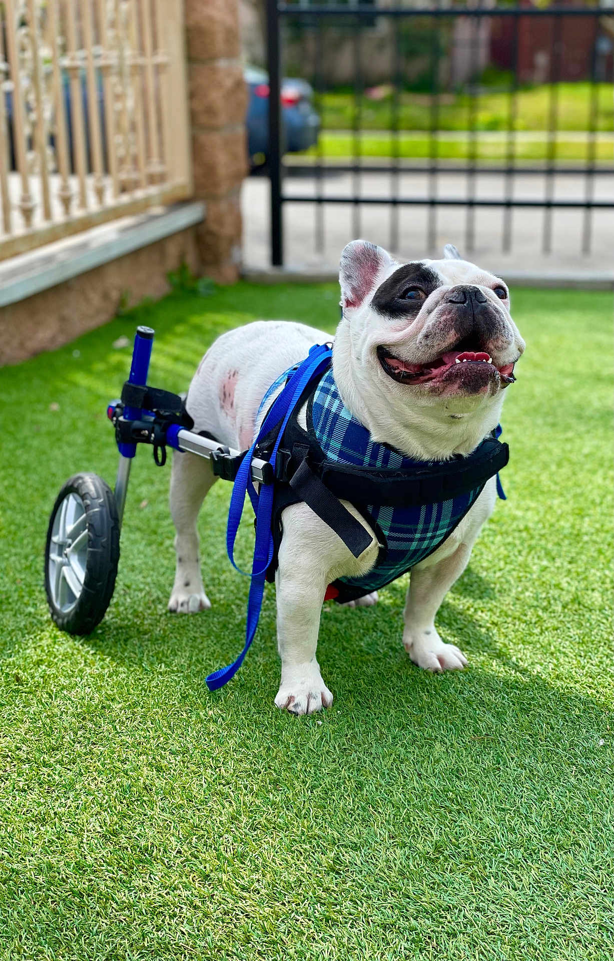 Bort joined the competition — help win amazing prizes! dog, french_bulldog, wheelchair, disability, pet, grass, outdoor, harness, animal, smiling, happy, canine, wheel, support_device, fence, daylight, cute, friendly, standing, vibrant