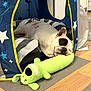 Bort is registered to the contest to win money with this photo: dog, french_bulldog, tent, plush_toy, green_toy, blanket, striped_blanket, indoor, floor, wooden_floor, mat, resting, sleeping, pet, cozy, star_pattern, blue_tent, cute, animal, relaxing