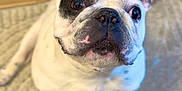 Bort joined the competition — help win amazing prizes! french_bulldog, dog, pet, indoor, carpet, floor, white, black_patch, ears, sitting, cute, animal, mammal, canine, looking_up, close_up, portrait, domestic, fur, expression