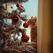 Neyland is registered to the contest to win money with this photo: cat, orange_tabby, christmas_tree, ornaments, window, curtain, holiday, decorations, indoor, frosted_tree, pets, animal, curious, feline, festive, seasonal, home, cozy, sniffing, decor