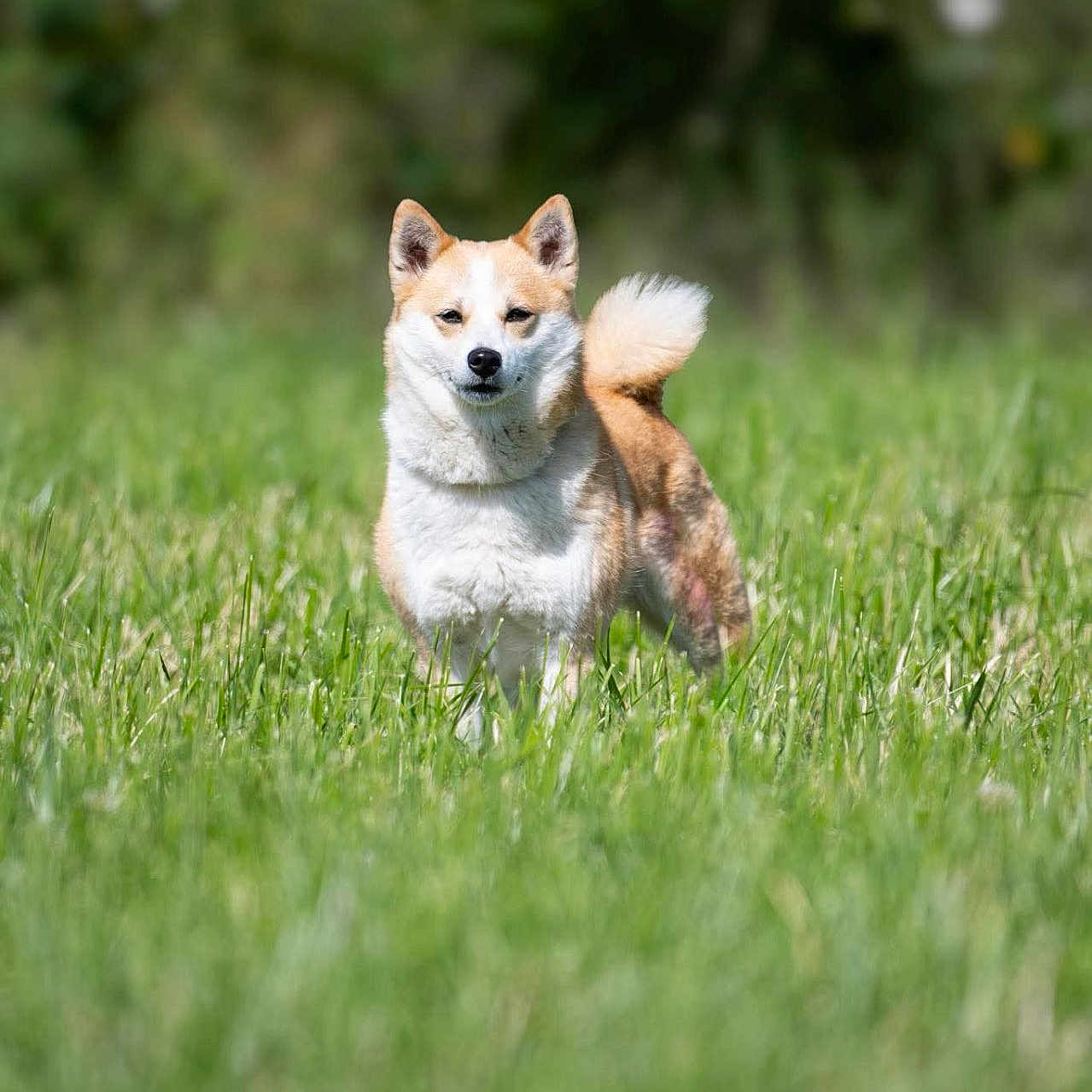 Tika a rejoint le concours — aidez-le/la à gagner de superbes lots ! animal, canine, cute, daytime, dog, ears, field, fur, grass, greenery, mammal, nature, outdoor, pet, portrait, standing, summer, sunlight, tail, walking