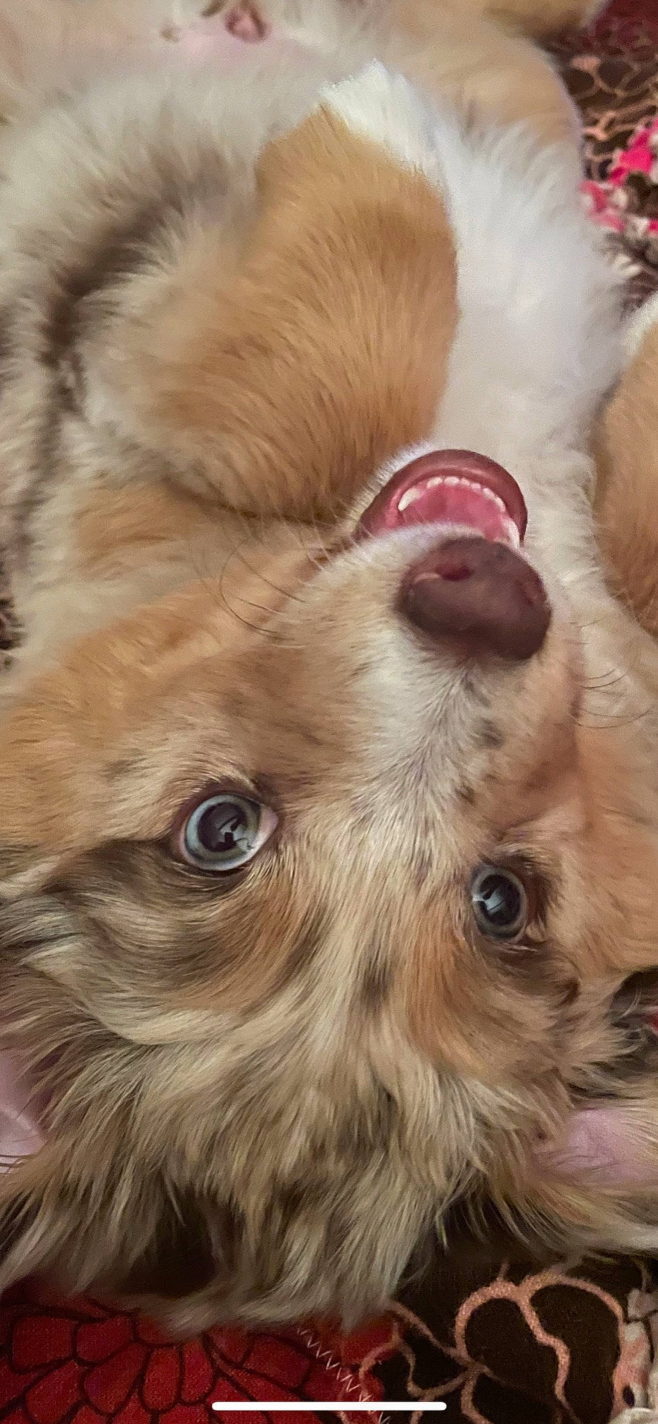 Abby joined the competition — help win amazing prizes! canidae, carnivore, close_up, companion_dog, dog, dog_breed, ear, eye, eyelash, fawn, fur, german_spitz, liver, snout, sporting_group, terrestrial_animal, toy_dog, volpino_italiano, whiskers, working_animal