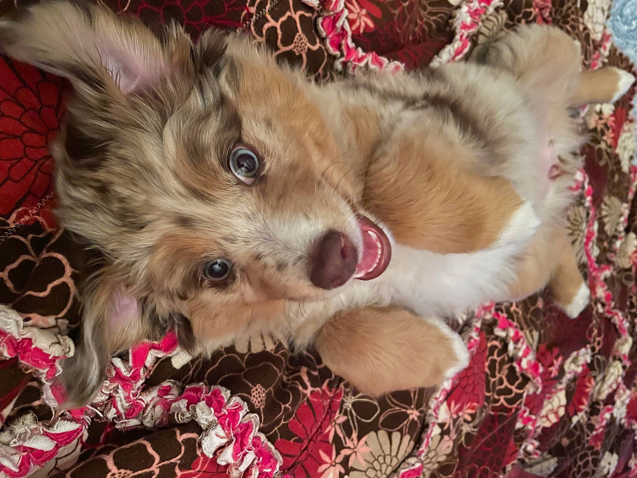 Abby joined the competition — help win amazing prizes! canidae, carnivore, companion_dog, dog, dog_breed, dog_supply, fawn, fur, nap, non_sporting_group, paw, snout, sporting_group, terrestrial_animal, toy_dog, whiskers, wildlife