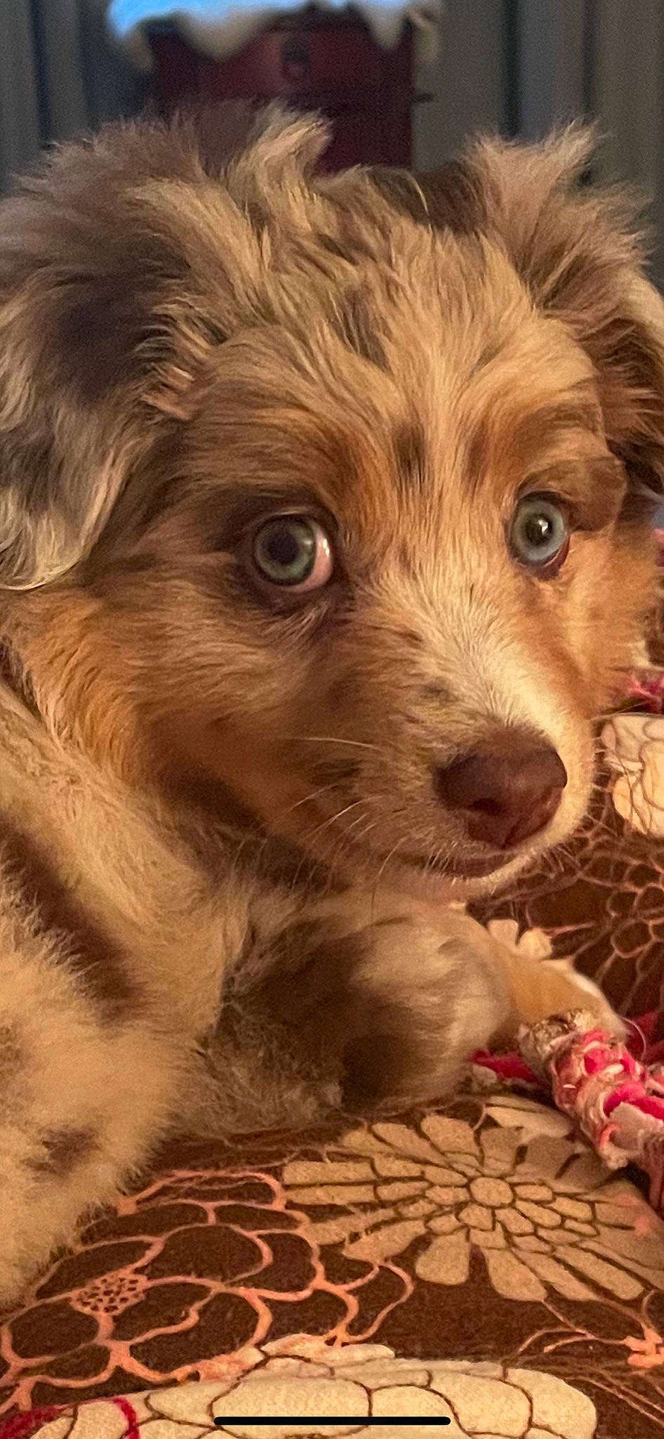 Abby joined the competition — help win amazing prizes! canidae, carnivore, companion_dog, dog, dog_breed, ear, fawn, fur, liver, puppy, puppy_love, retriever, snout, spaniel, sporting_group, terrestrial_animal, terrier, toy_dog, waste_container, whiskers