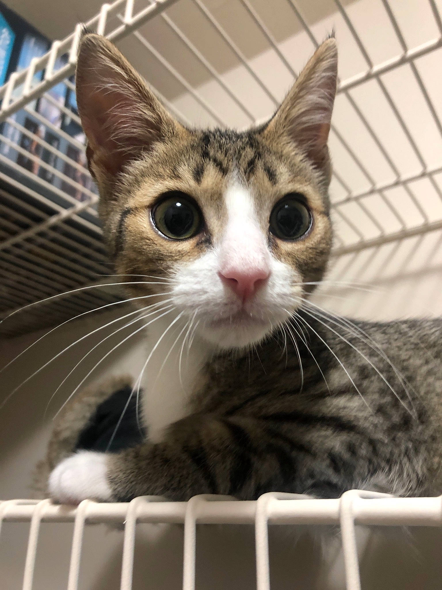 Simba is registered to the contest to win money with this photo: aegean_cat, american_shorthair, american_wirehair, animal_shelter, arabian_mau, asian, carnivore, cat, domestic_short_haired_cat, dragon_li, european_shorthair, fawn, felidae, kitten, mammal, ojos_azules, small_to_medium_sized_cats, snout, tabby_cat, whiskers