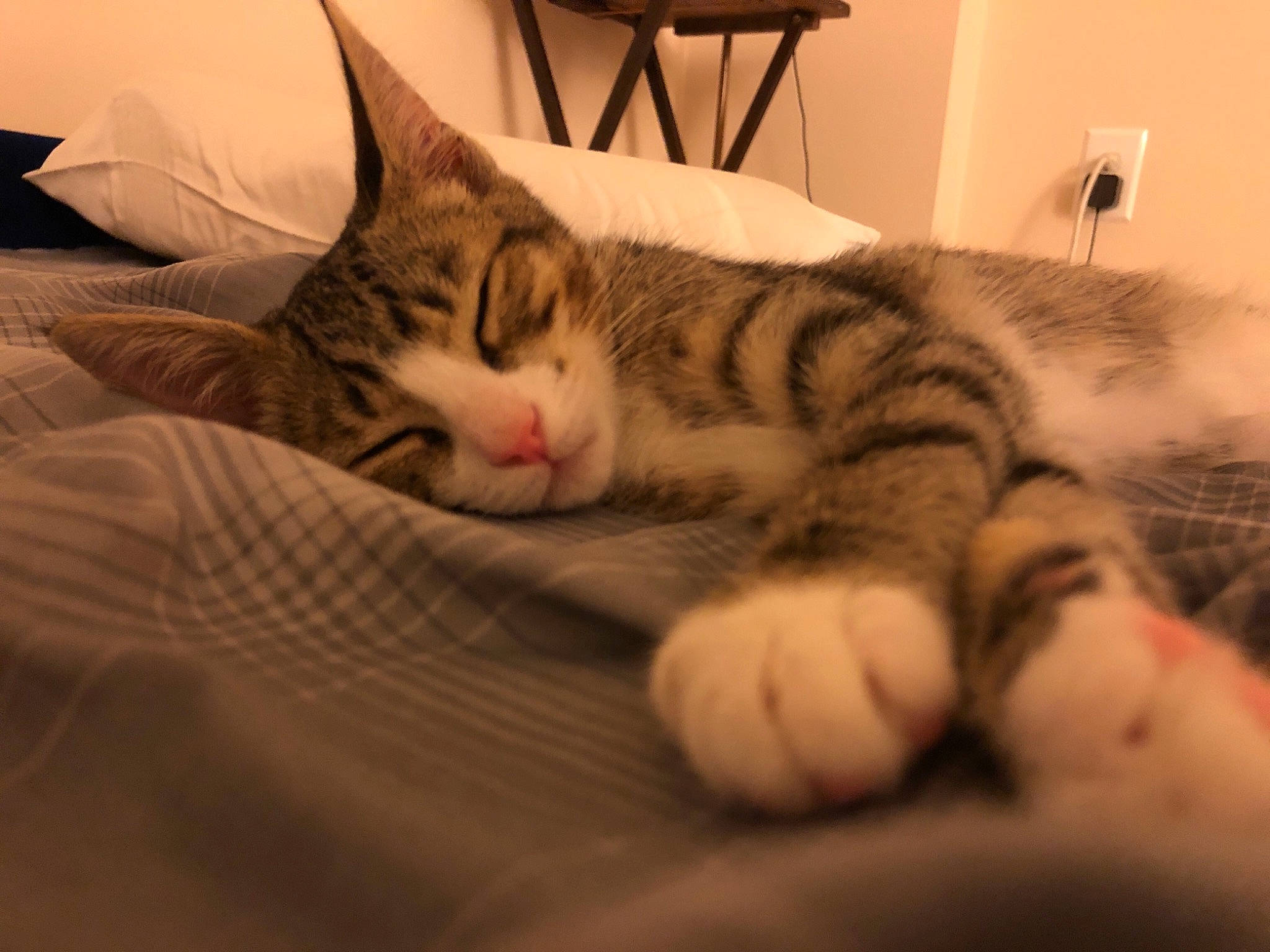 Simba is registered to the contest to win money with this photo: aegean_cat, american_shorthair, american_wirehair, asian, carnivore, cat, domestic_short_haired_cat, european_shorthair, eye, felidae, fur, mammal, nap, nose, paw, skin, small_to_medium_sized_cats, snout, tabby_cat, whiskers