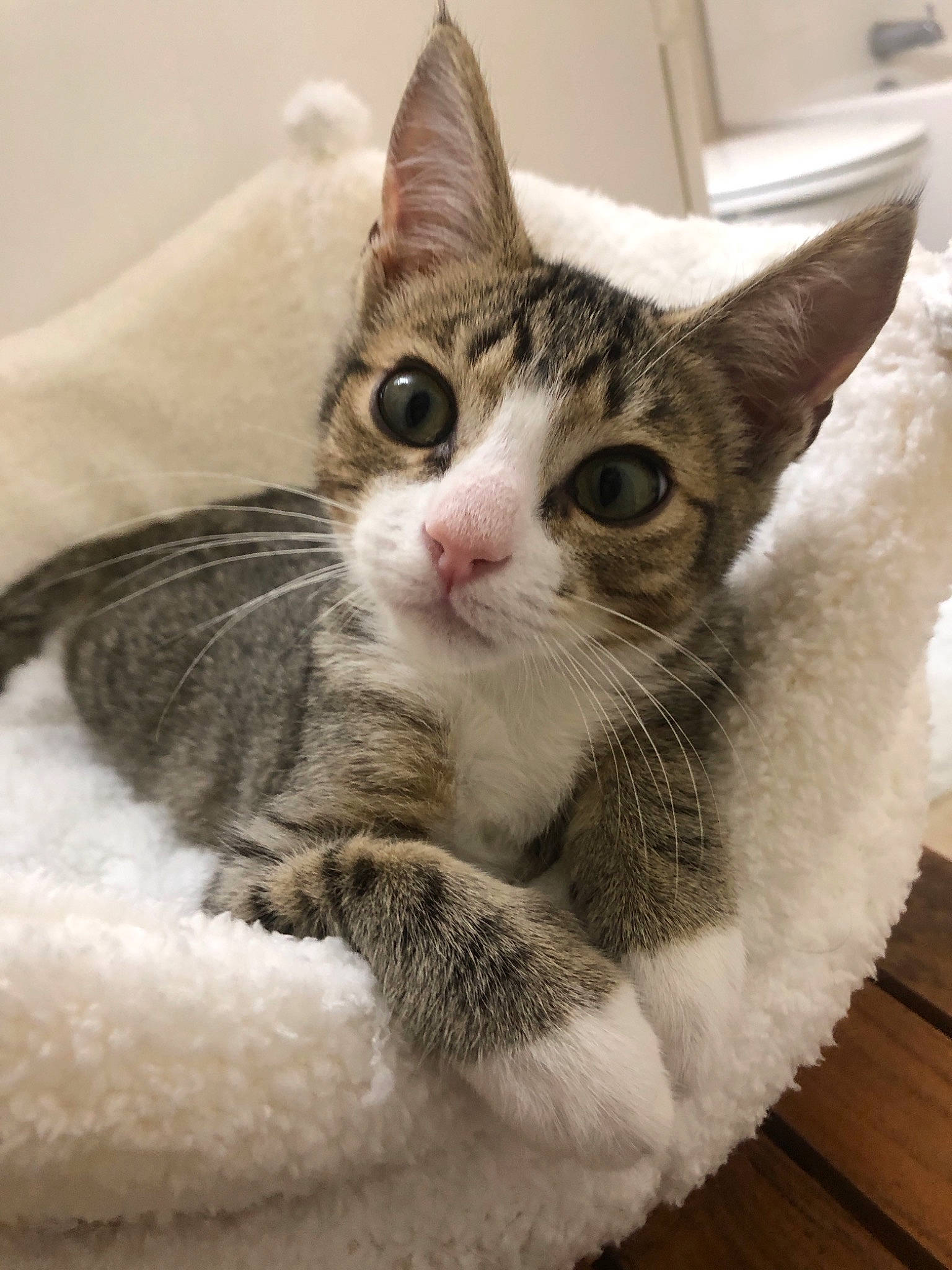 Simba joined the competition — help win amazing prizes! aegean_cat, american_shorthair, american_wirehair, asian, australian_mist, carnivore, cat, domestic_short_haired_cat, dragon_li, ear, european_shorthair, felidae, kitten, mammal, small_to_medium_sized_cats, tabby_cat, vertebrate, whiskers