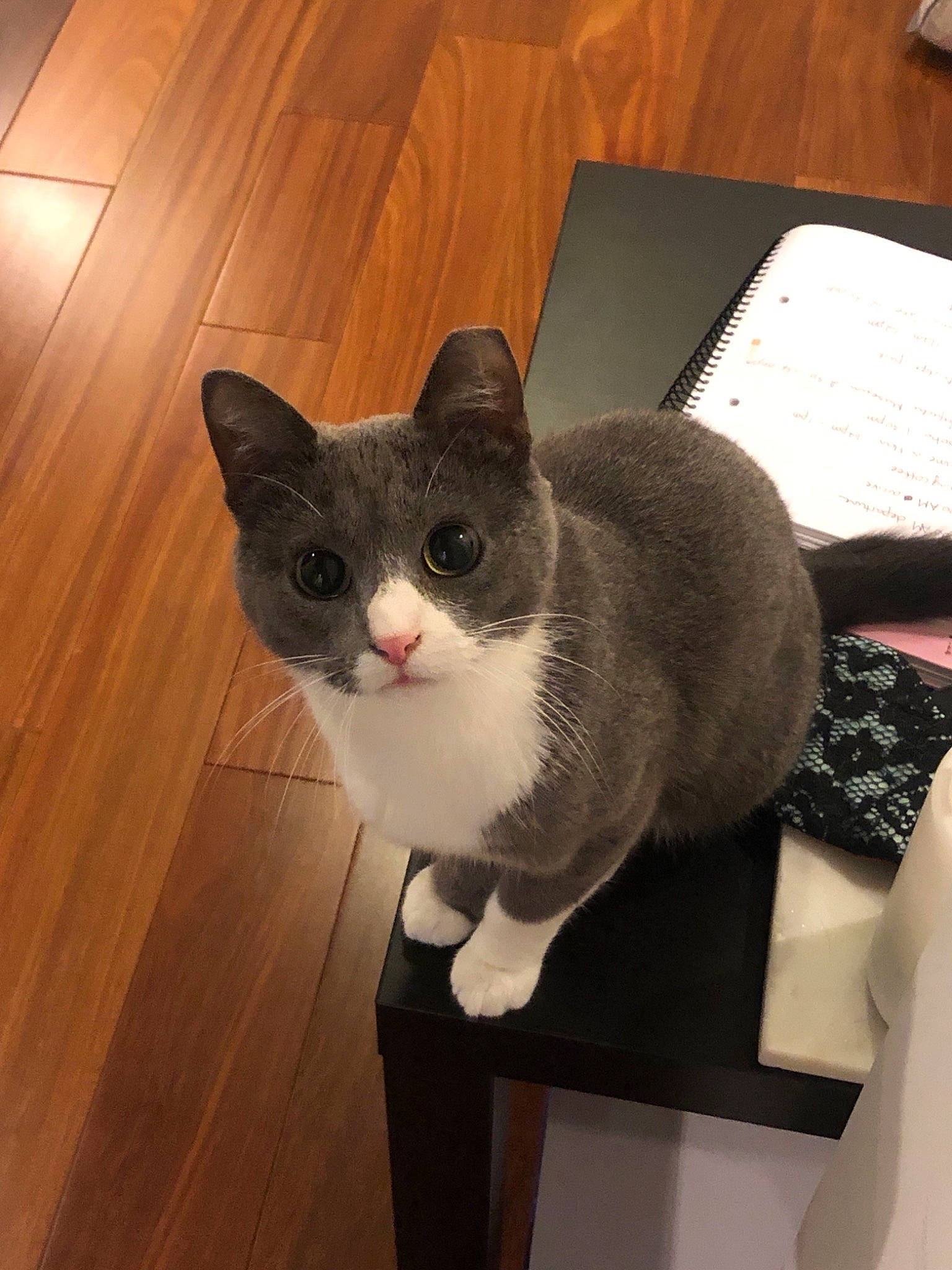 Demi joined the competition — help win amazing prizes! american_wirehair, carnivore, cat, domestic_short_haired_cat, european_shorthair, felidae, kitten, mammal, small_to_medium_sized_cats, table, whiskers