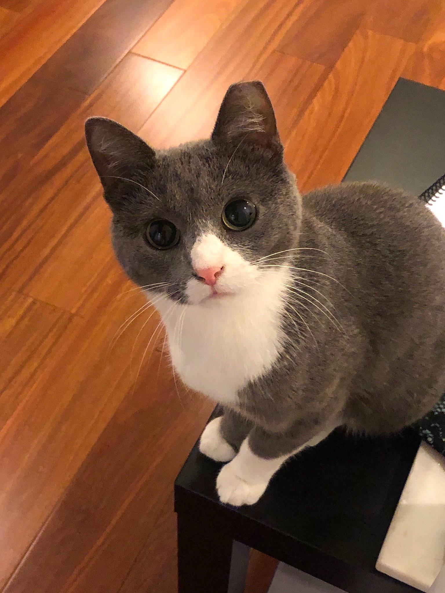 Demi is registered to the contest to win money with this photo: american_wirehair, asian, british_shorthair, carnivore, cat, chartreux, domestic_short_haired_cat, european_shorthair, felidae, mammal, small_to_medium_sized_cats, snout, whiskers