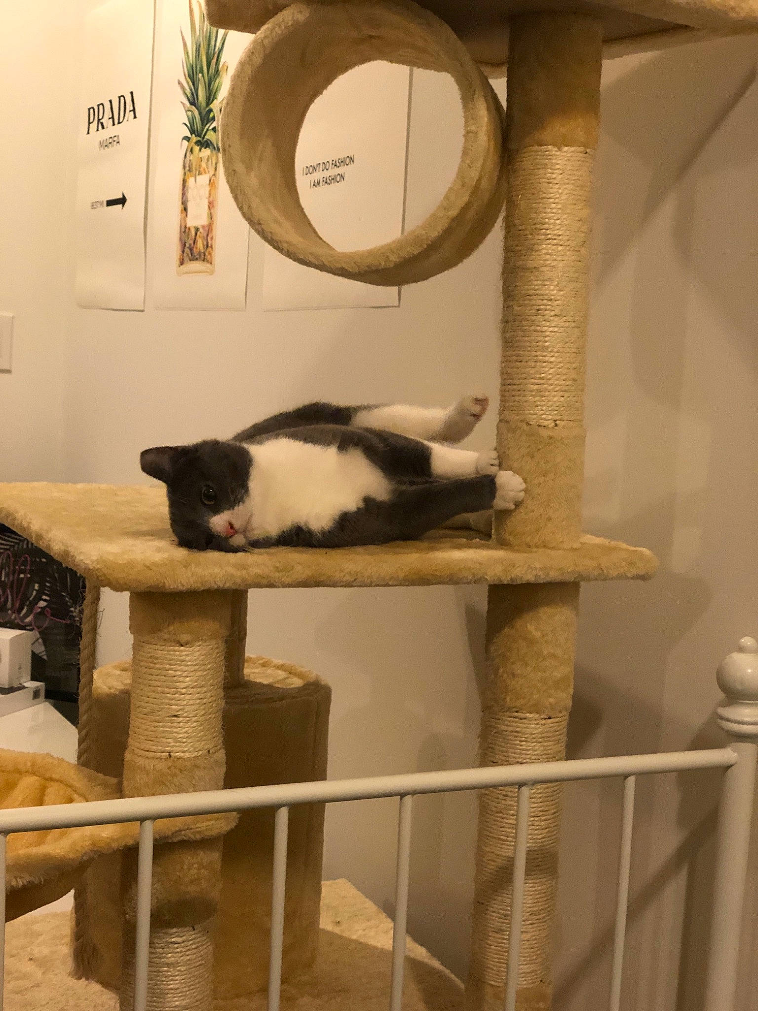 Demi joined the competition — help win amazing prizes! carnivore, cat, cat_furniture, felidae, furniture, room, shelf, small_to_medium_sized_cats