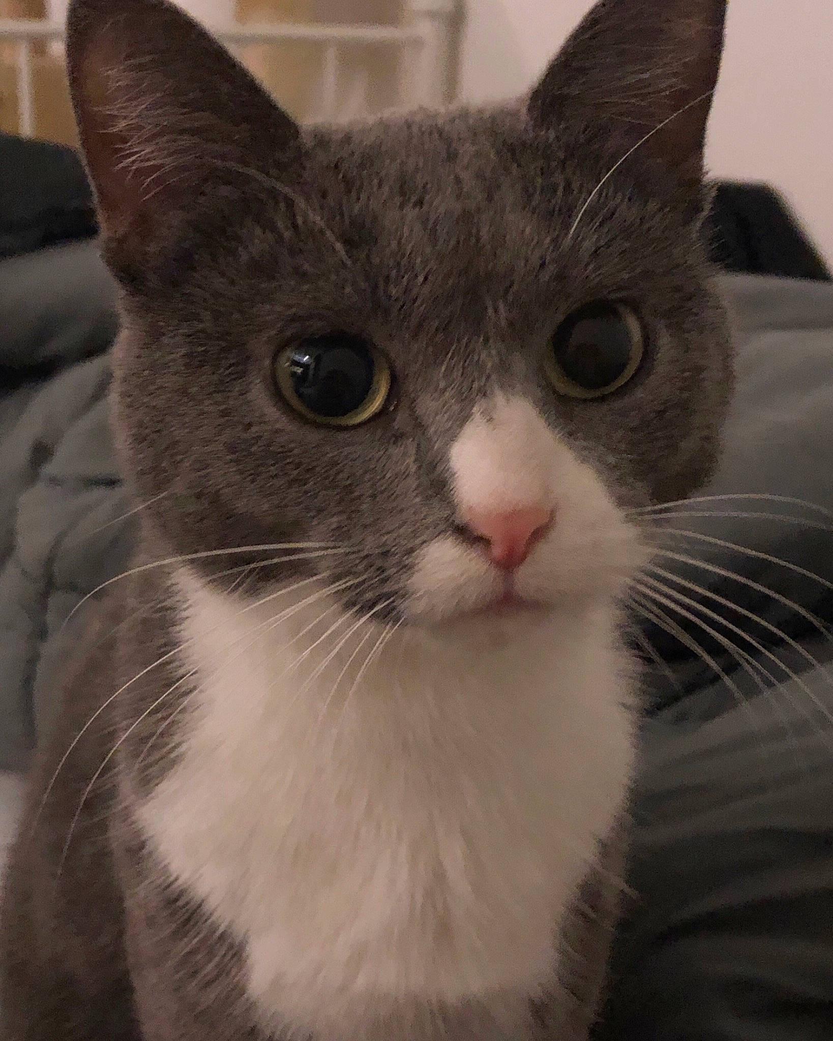 Demi joined the competition — help win amazing prizes! aegean_cat, american_wirehair, asian, burmese, carnivore, cat, domestic_short_haired_cat, felidae, kitten, mammal, polydactyl_cat, small_to_medium_sized_cats, snout, vertebrate, whiskers