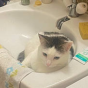 Tulipe participe au concours pour gagner de l'argent avec cette photo : cat, sink, bathroom, towel, sponge, tube, cream, white_cat, gray_cat, pet, animal, domestic, relaxed, indoor, feline, household, cleaning_supplies, fixture, plumbing, container