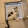 Tulipe a rejoint le concours — aidez-le/la à gagner de superbes lots ! cat, windowsill, window, indoor, white_cat, tabby_cat, curious, pet, animal, feline, tail, ears, floor_tiles, wall, peeling_paint, closeup, looking_away, domestic_cat, household, natural_light