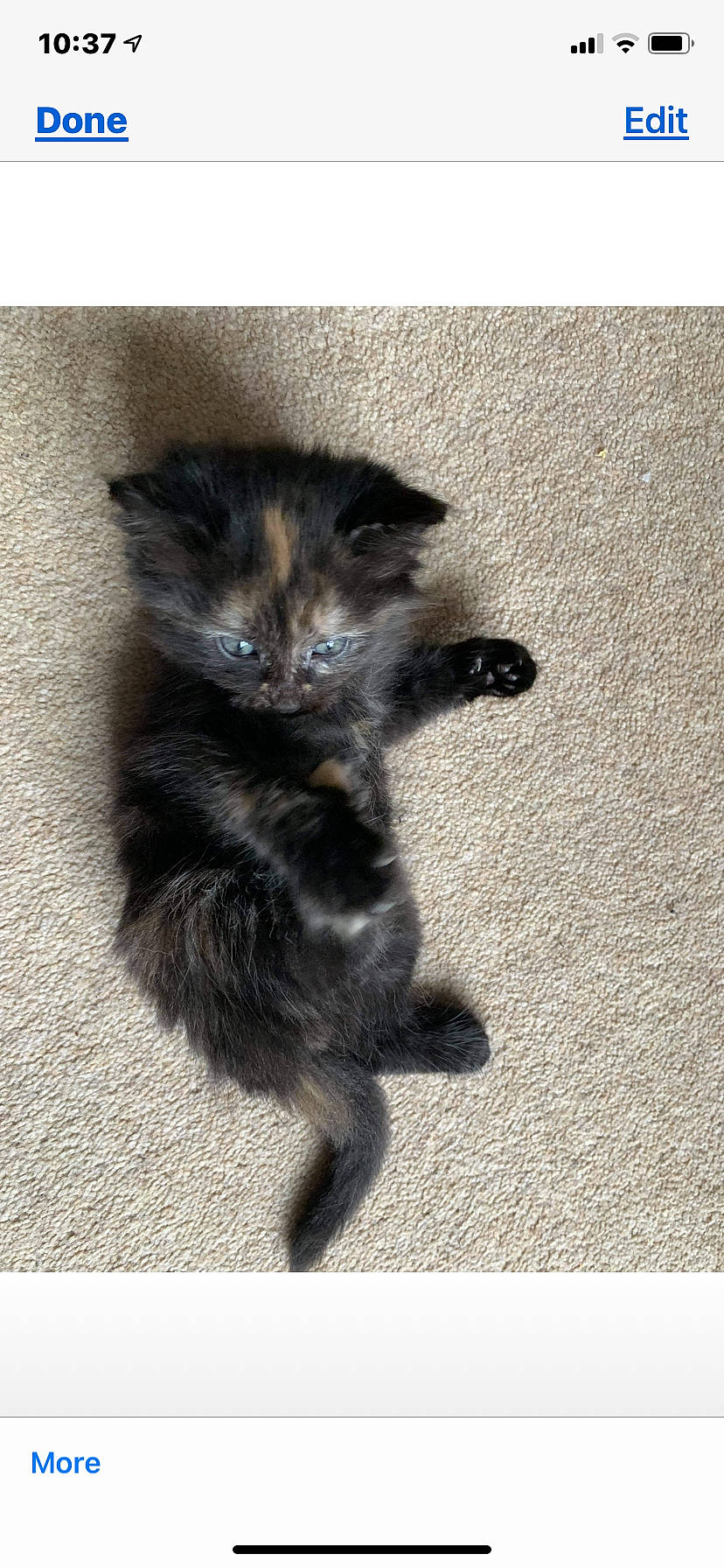 Flossy is registered to the contest to win money with this photo: black_cat, canidae, carnivore, cat, claw, dog_breed, domestic_short_haired_cat, eye, fawn, felidae, foot, fur, paw, sitting, small_to_medium_sized_cats, snout, tail, terrestrial_animal, whiskers, wildlife