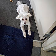 Snow is registered to the contest to win money with this photo: dog, white_dog, carpet, rug, indoor, pet, chew_toy, floor, stretching, looking_up, curious, paw, person_leg, shoe, home, animal, cute, canine, companion, relaxed