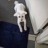 dog, white_dog, carpet, rug, indoor, pet, chew_toy, floor, stretching, looking_up, curious, paw, person_leg, shoe, home, animal, cute, canine, companion, relaxed