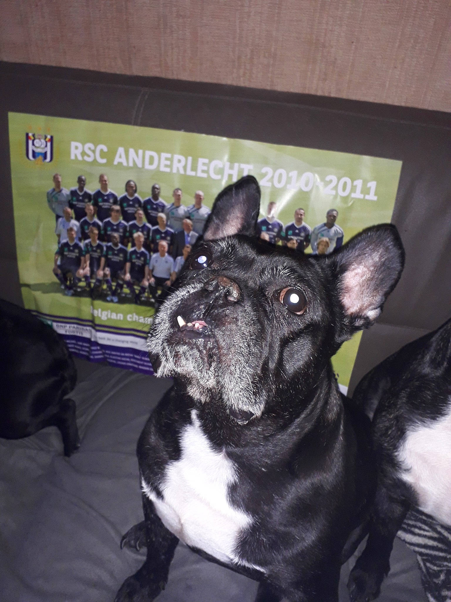 Junior participe au concours pour gagner de l'argent avec cette photo : canidae, carnivore, companion_dog, dog, dog_breed, fawn, french_bulldog, mammal, non_sporting_group, puppy, rare_breed_dog, snout, vertebrate