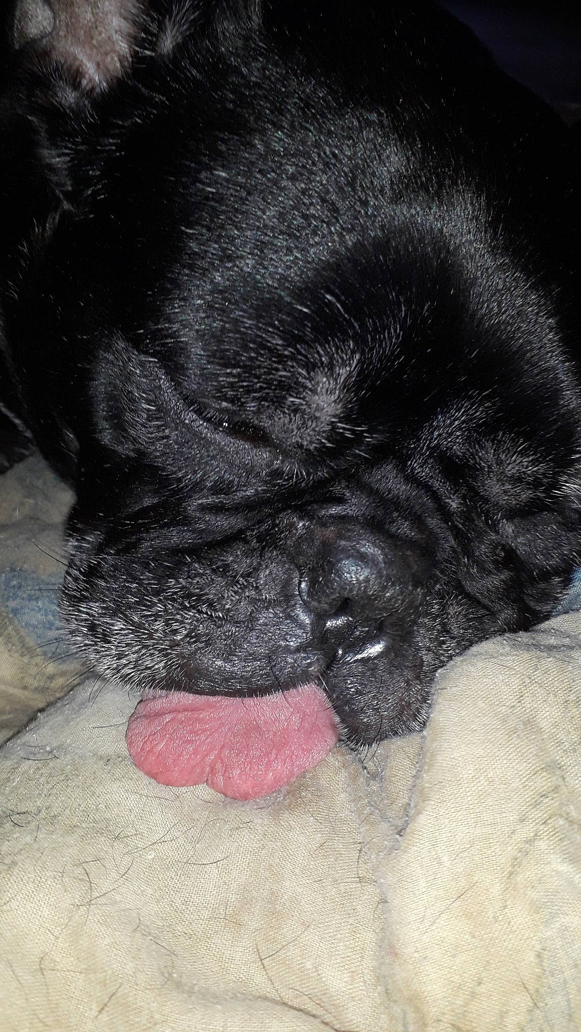 Junior a rejoint le concours — aidez-le/la à gagner de superbes lots ! canidae, carnivore, companion_dog, dog, dog_breed, ear, fawn, fur, newfoundland, nose, pug, puppy, skin, snout, sporting_group