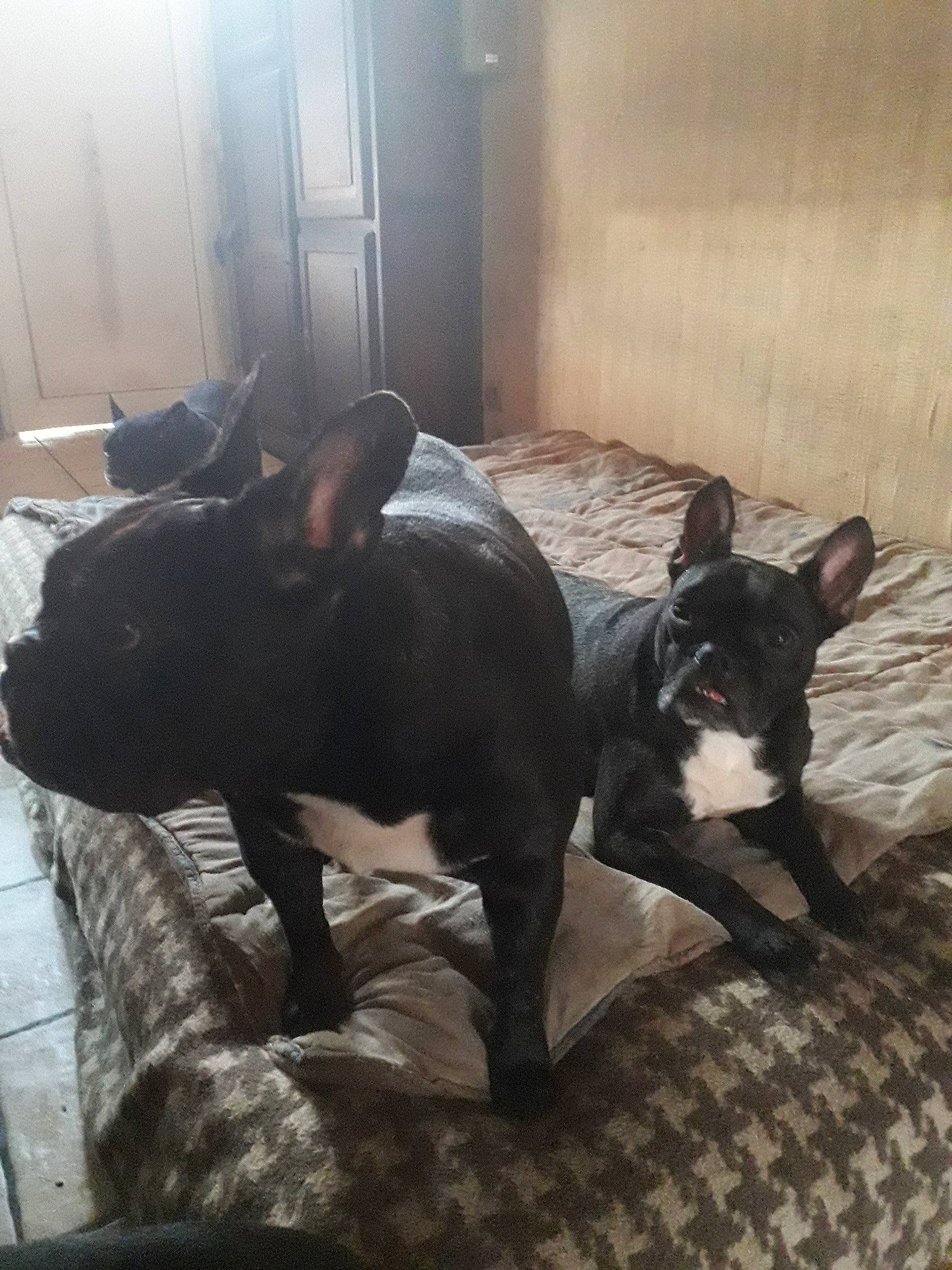 Junior a rejoint le concours — aidez-le/la à gagner de superbes lots ! boston_terrier, canidae, carnivore, companion_dog, dog, dog_breed, fawn, french_bulldog, mammal, non_sporting_group, snout, vertebrate