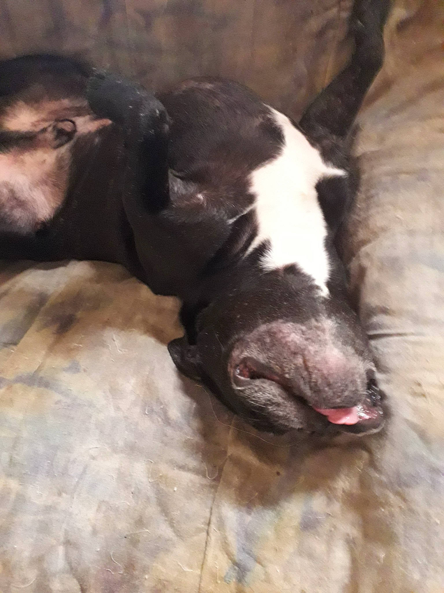 Junior a rejoint le concours — aidez-le/la à gagner de superbes lots ! canidae, carnivore, dog, dog_breed, fawn, non_sporting_group, nose, snout