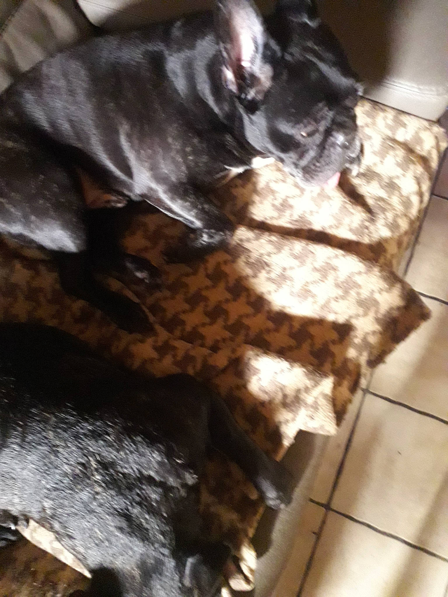 Junior a rejoint le concours — aidez-le/la à gagner de superbes lots ! american_pit_bull_terrier, cane_corso, canidae, carnivore, dog, dog_breed, fawn, fur, guard_dog, non_sporting_group, snout