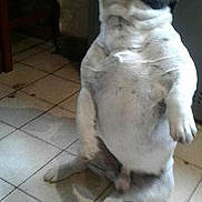 Winny a rejoint le concours — aidez-le/la à gagner de superbes lots ! bulldog, canidae, carnivore, companion_dog, dog, dog_breed, fawn, mammal, non_sporting_group, pug, shih_tzu, sporting_group, tail, toy_dog, vertebrate