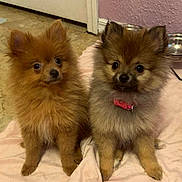 Xena And Saidie joined the competition — help win amazing prizes! dog, puppy, pomeranian, fluffy, pet, animal, indoor, blanket, collar, cute, small, fur, brown, tan, sitting, floor, domestic, companion, two, young