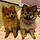 Xena And Saidie