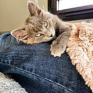 Jessie participe au concours pour gagner de l'argent avec cette photo : kitten, gray_cat, yellow_eyes, denim, blanket, cozy, indoor, window, resting, cute, pet, feline, fur, paw, soft, relaxed, closeup, animal, young_cat, home