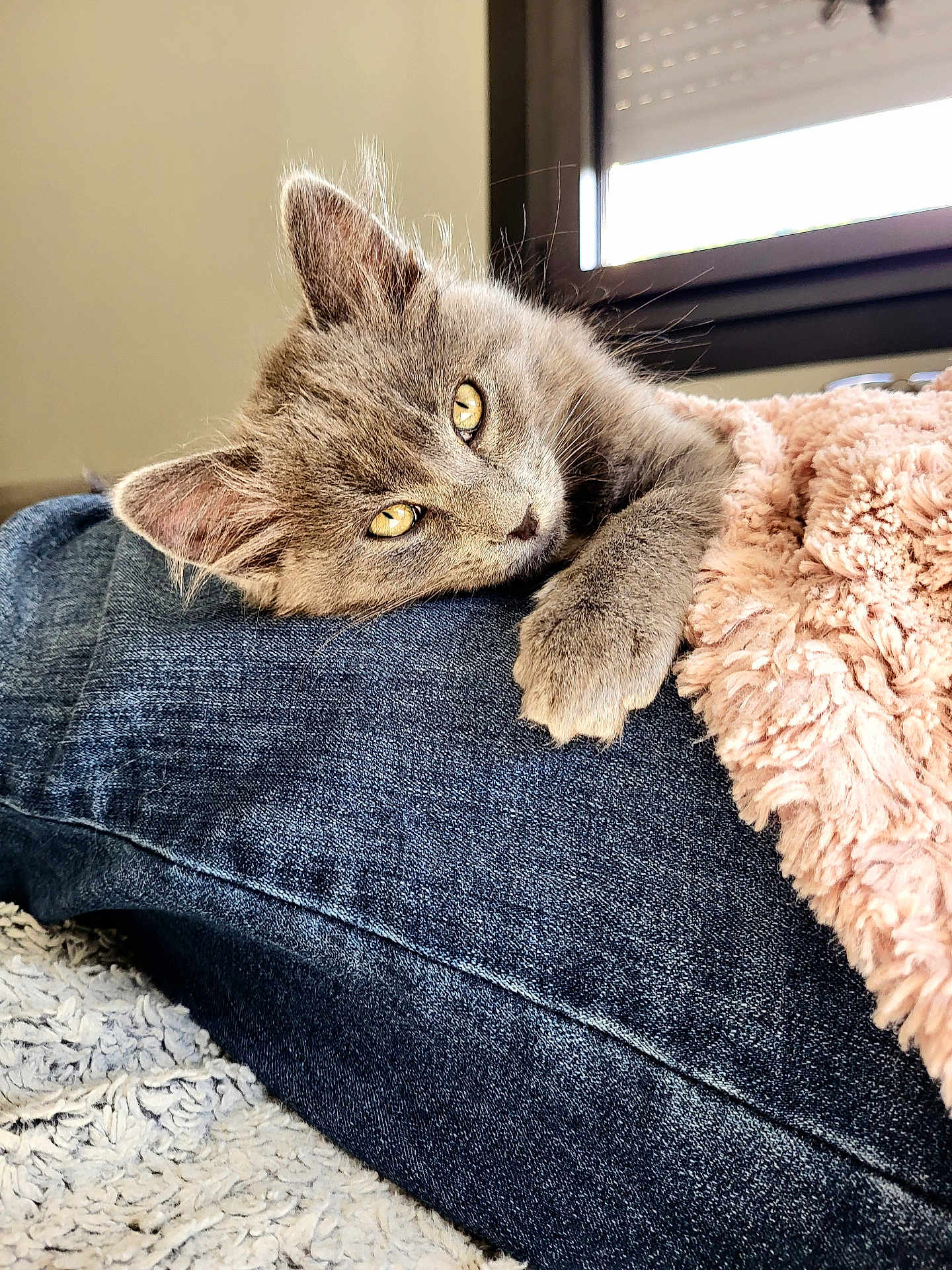Jessie participe au concours pour gagner de l'argent avec cette photo : kitten, gray_cat, yellow_eyes, denim, blanket, cozy, indoor, window, resting, cute, pet, feline, fur, paw, soft, relaxed, closeup, animal, young_cat, home
