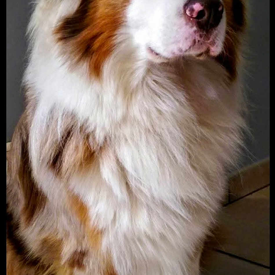 Ickly a rejoint le concours — aidez-le/la à gagner de superbes lots ! animal, australian_shepherd, blue_eyes, brown, calm, canine, companion, cute, dog, domestic, expression, fluffy, fur, indoor, pet, portrait, side_view, sitting, tile_floor, white
