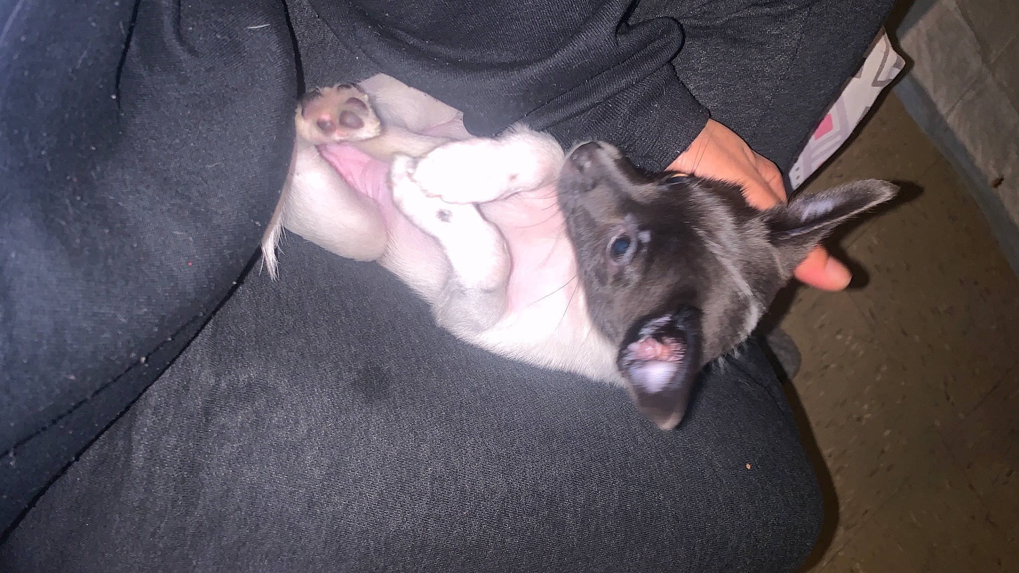 Bella Ruffat joined the competition — help win amazing prizes! carnivore, comfort, companion_dog, dog, dog_breed, ear, fawn, felidae, fur, gesture, grey, jaw, nail, nap, paw, small_to_medium_sized_cats, snout, sporting_group, toy_dog, whiskers